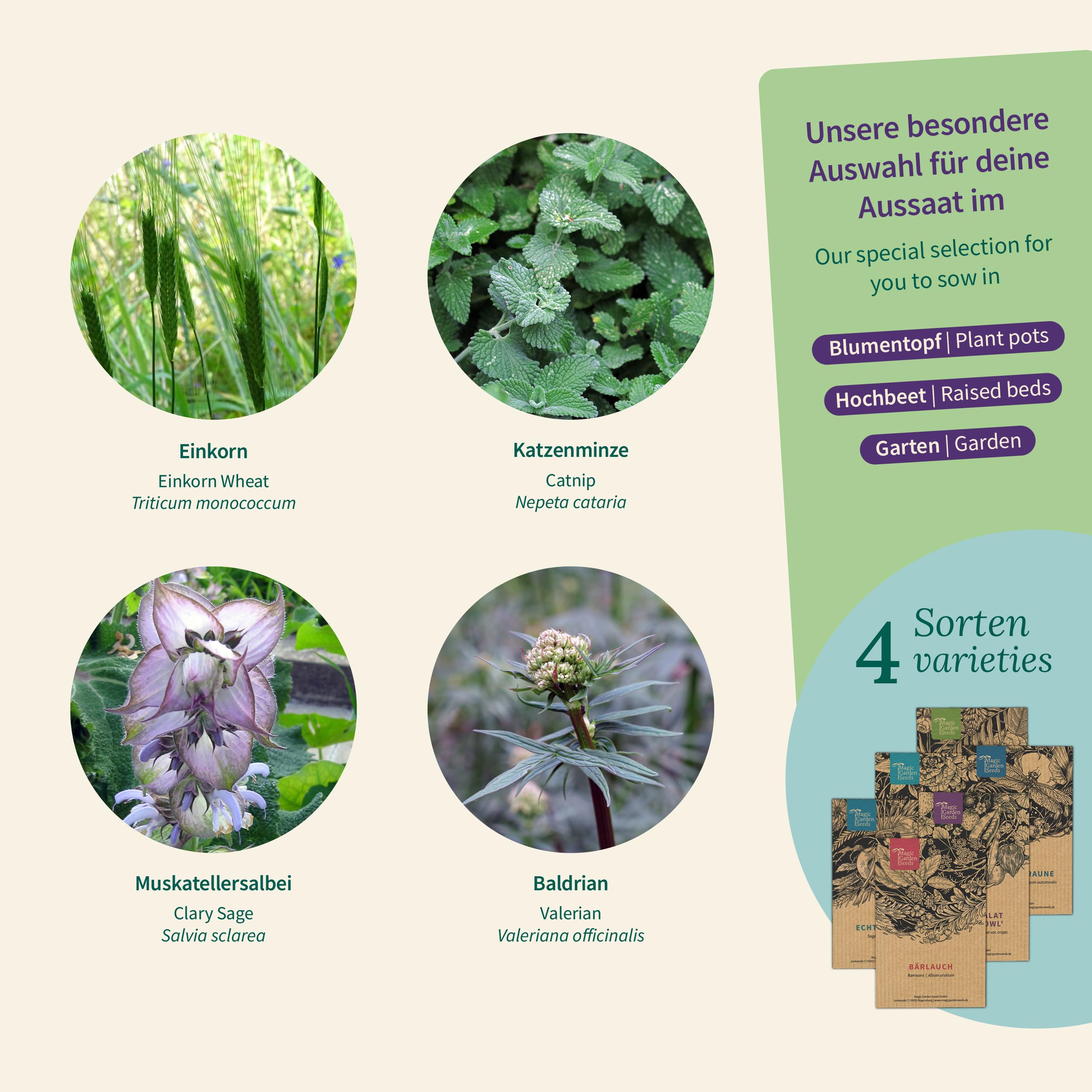 Magic Garden Seeds - Kocie zioła: kocimiętka, waleriana, szałwia muszkatołowa i trawa dla kotów – pudełko na nasiona z 4 ziołami do zabawy, gryzienia i relaksu
