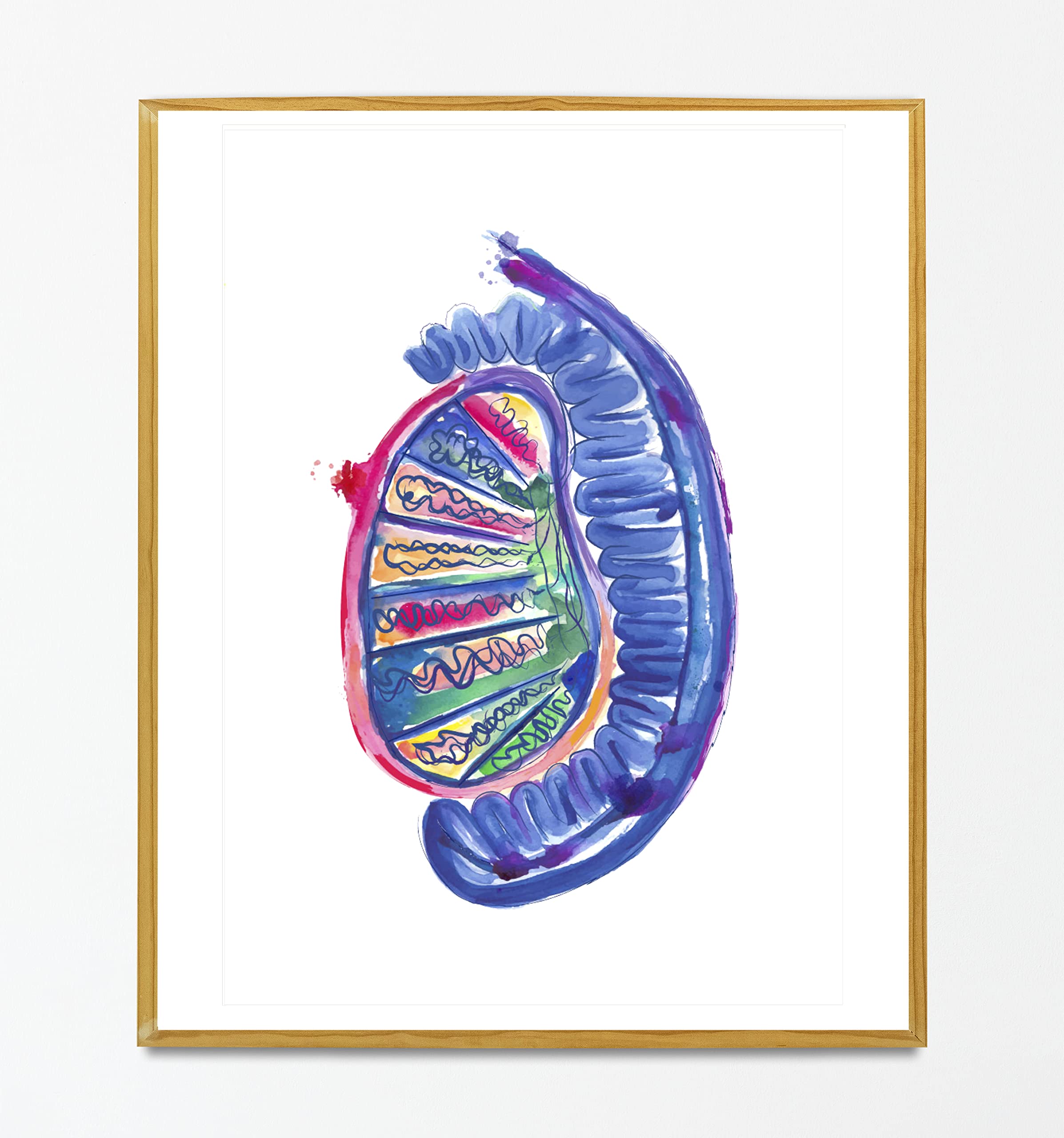 Testicle Anatomy, Urology Doctor Gifts, Urology Art, Urology Anatomy Poster, Fine Art Print (8x10 in)