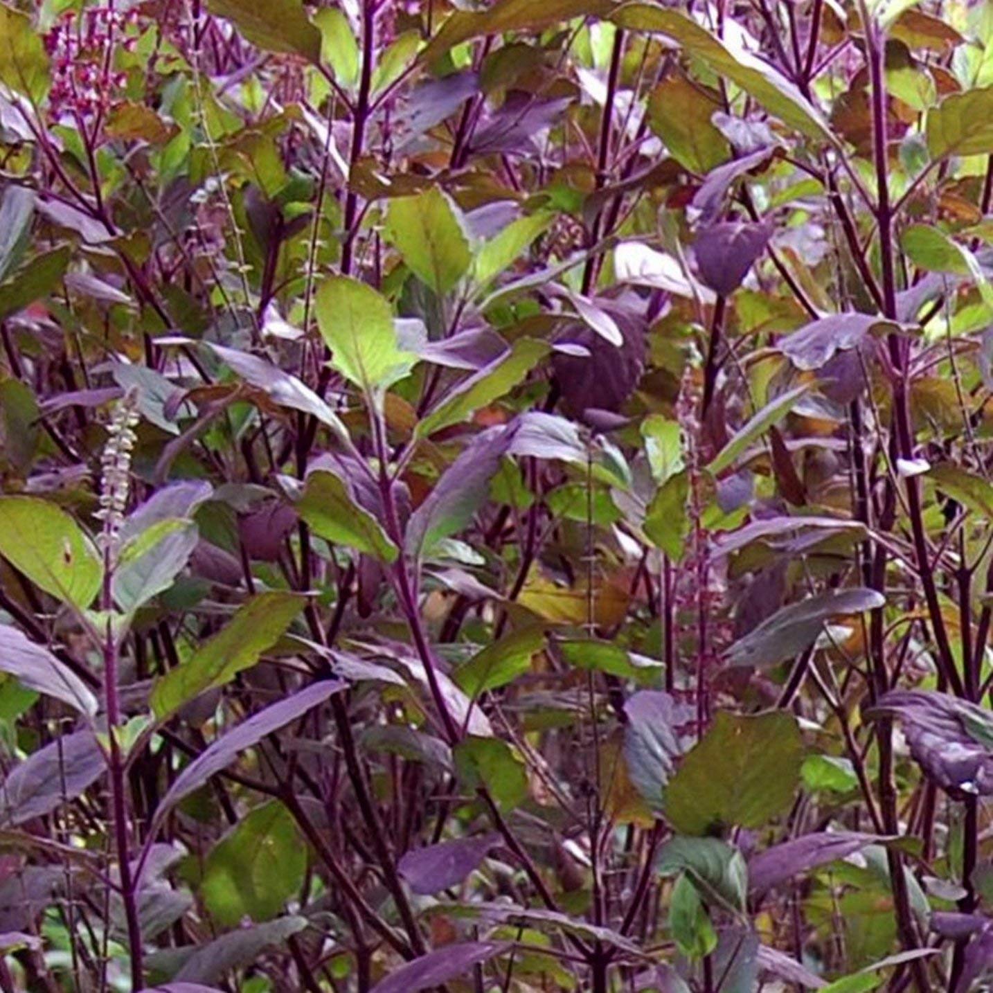 Greenwill Krishna Tulsi Seeds/ Shyam Tulsi/ Black Tulsi Holy Basil seeds - 100 Seeds (B08Y779M7K) Amazon Price History, Amazon Price Tracker