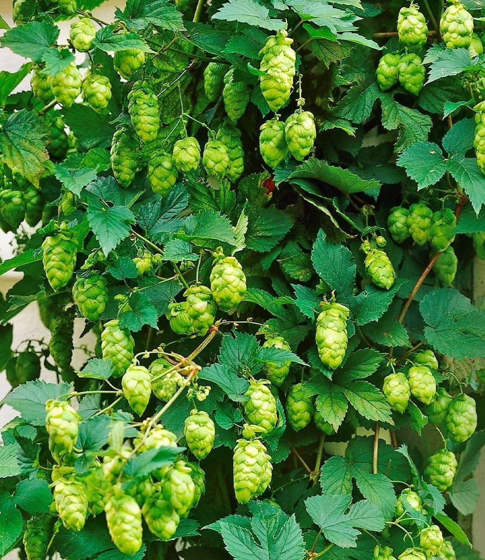 BALDUR Garten Hopfenpflanze im 1,5-Liter Containertopf