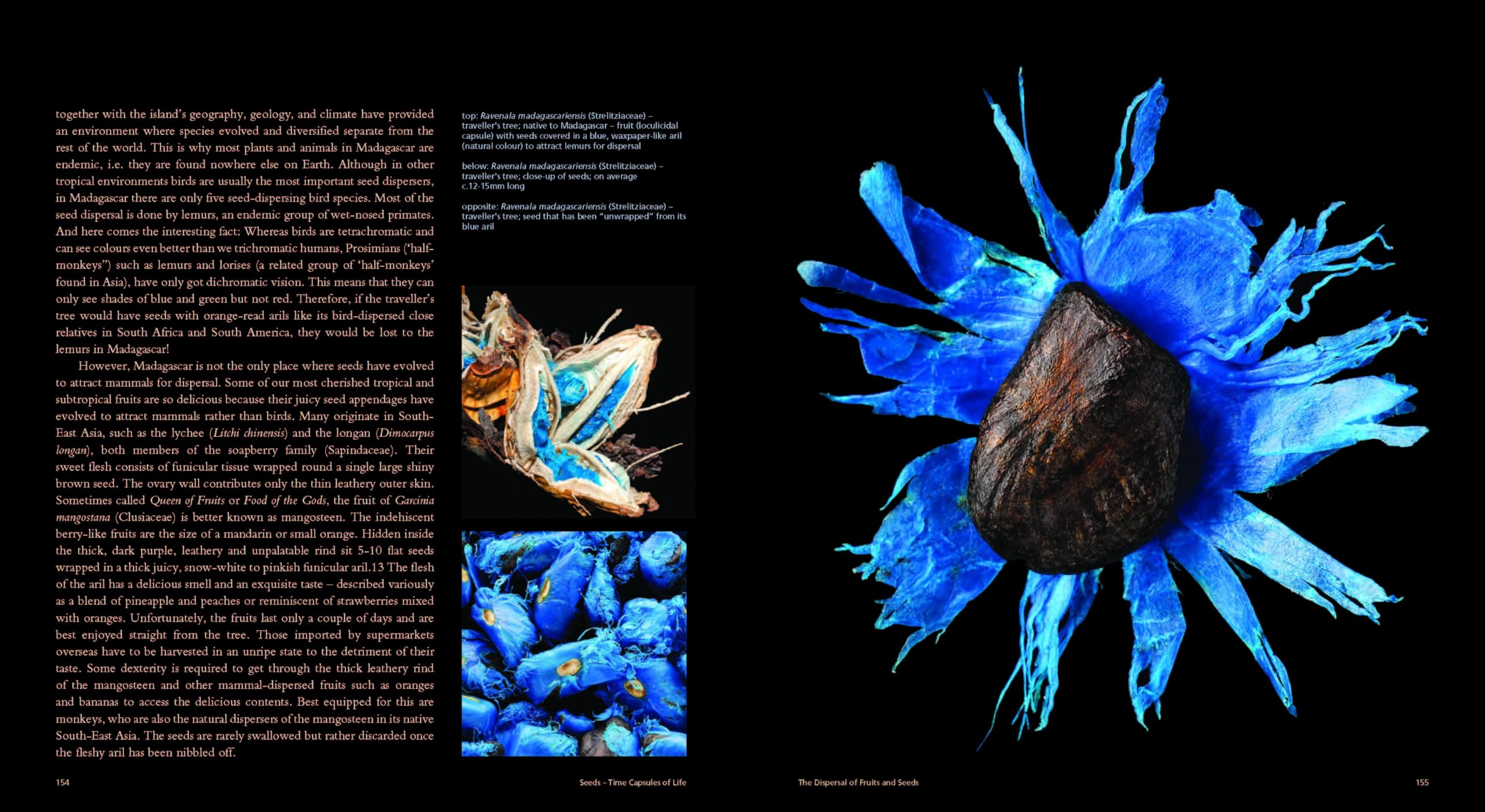 Seeds : Time Capsules of Life