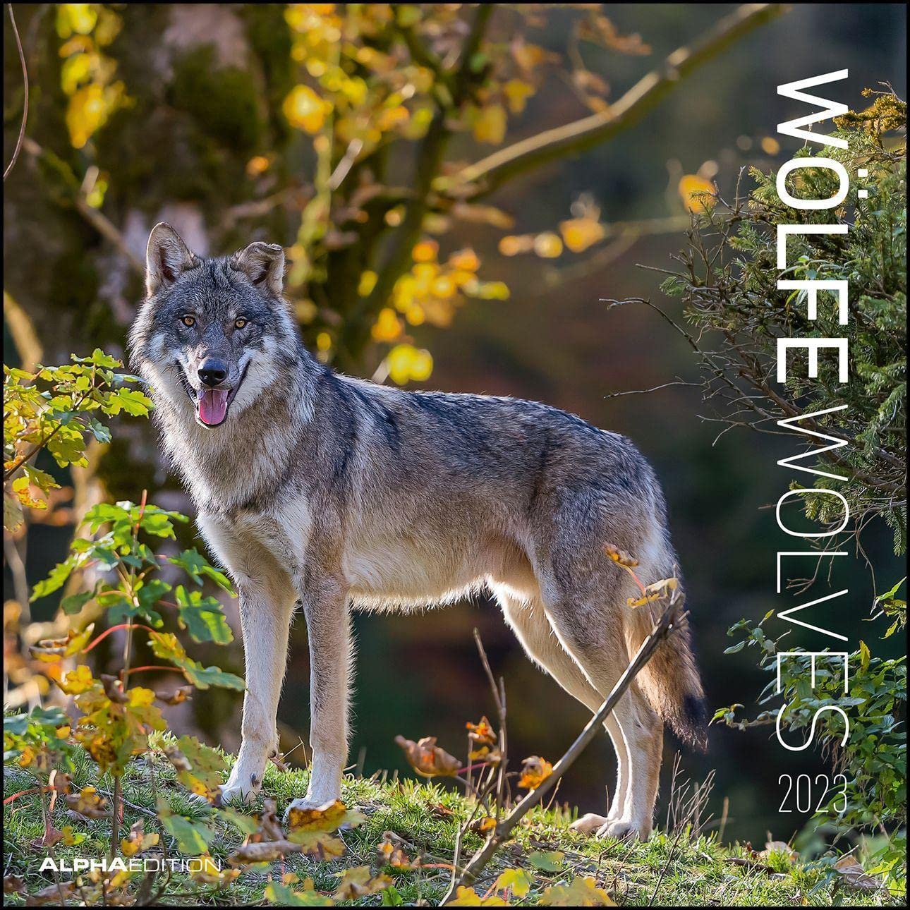 Wolves 2023 Brochure Calendar 30 x 30 cm (30 x 60 Open) Calendar with Space for Notes Wolves Picture Calendar Wall Planner Alpha Edition