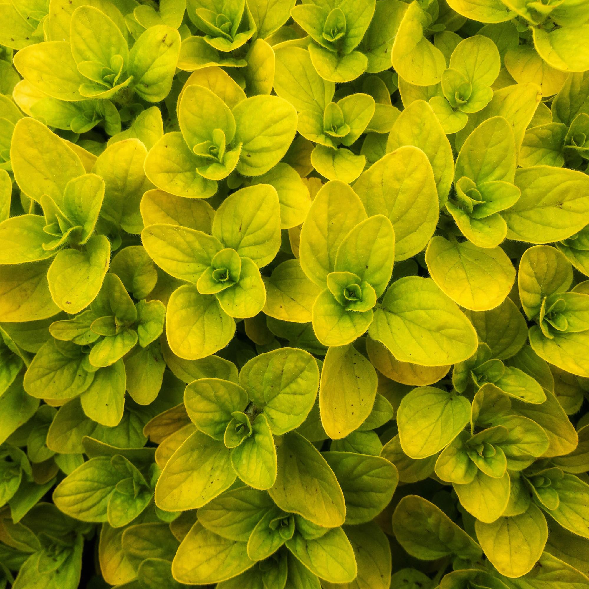 Oregano Golden Herb - Culinary Plant - Aromatic Kitchen Garden Fresh Herbs for Cooking - Easy to Grow Your Own (8cm Pot, 5-15cm)