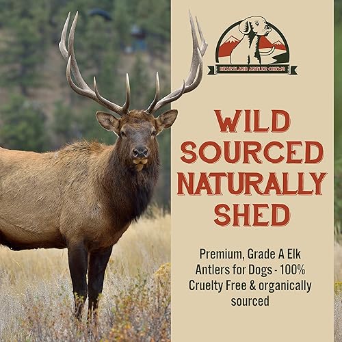 Miniatura 7 de Heartland - Cuernos de alce para perros, grado A, cuernos de desprendimiento natural  Huesos de perro para masticadores agresivos y cachorros de