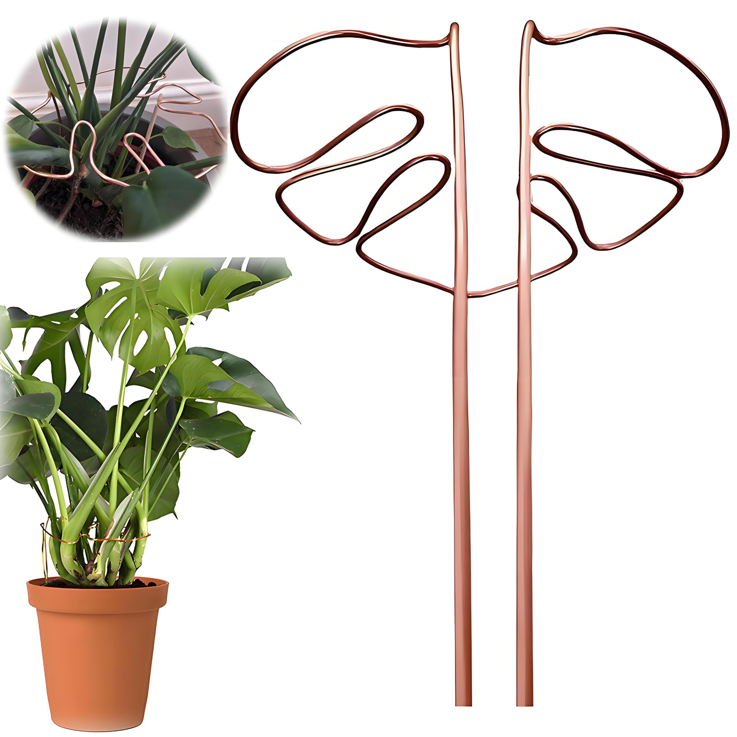 Amazon | XIANFQNKJ モンステラ 支柱 園芸支柱 観葉植物 植物
