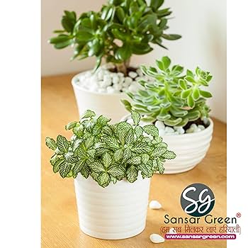 Sansar Green® NPK 14:35:14 for Plants (400 gm) : Amazon.in