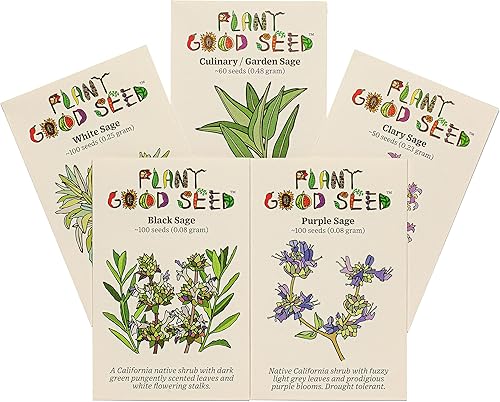 Miniatura 7 de Semillas de salvia blanca Salvia apiana  Paquete de 100 semillas de hierbas sin OMG polinizadas abiertas y sin tratar para plantar de EE UU