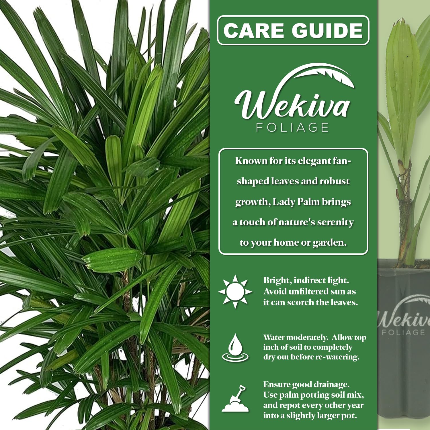 Amazon.com : Lady Palm - 3 Live Starter Plants in 2 Inch Pots