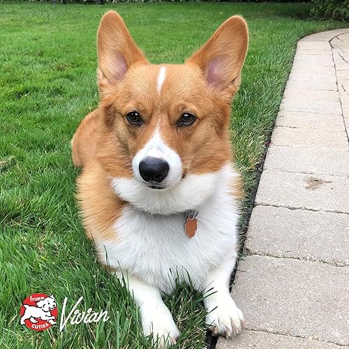 Miniatura 8 de Fromm Whitefish & Lentejas Paté Comida para perros  Comida húmeda premium para perros  Receta de pescado blanco  Caja de 12 latas