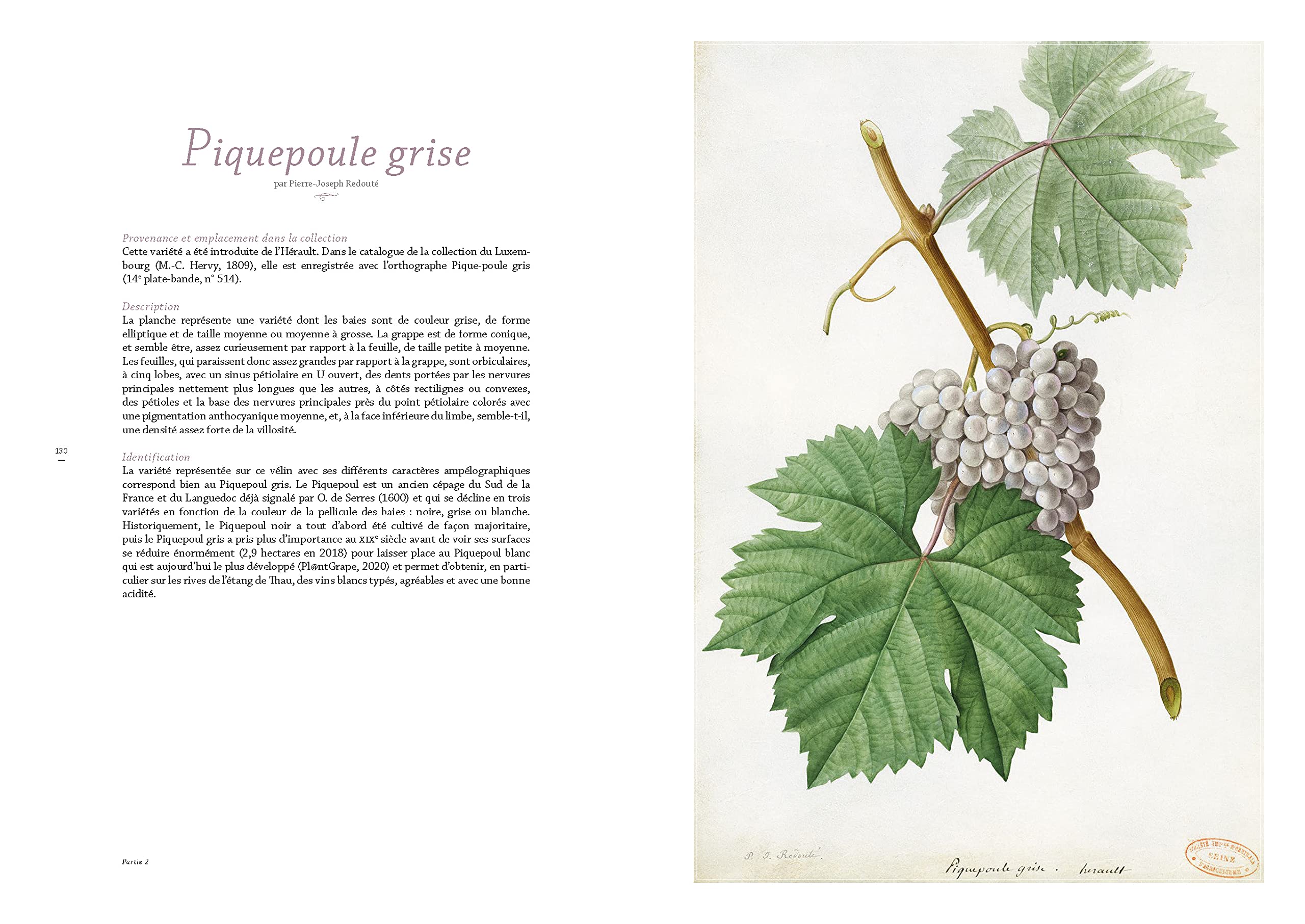 Les raisins de Jean-Joseph Redouté