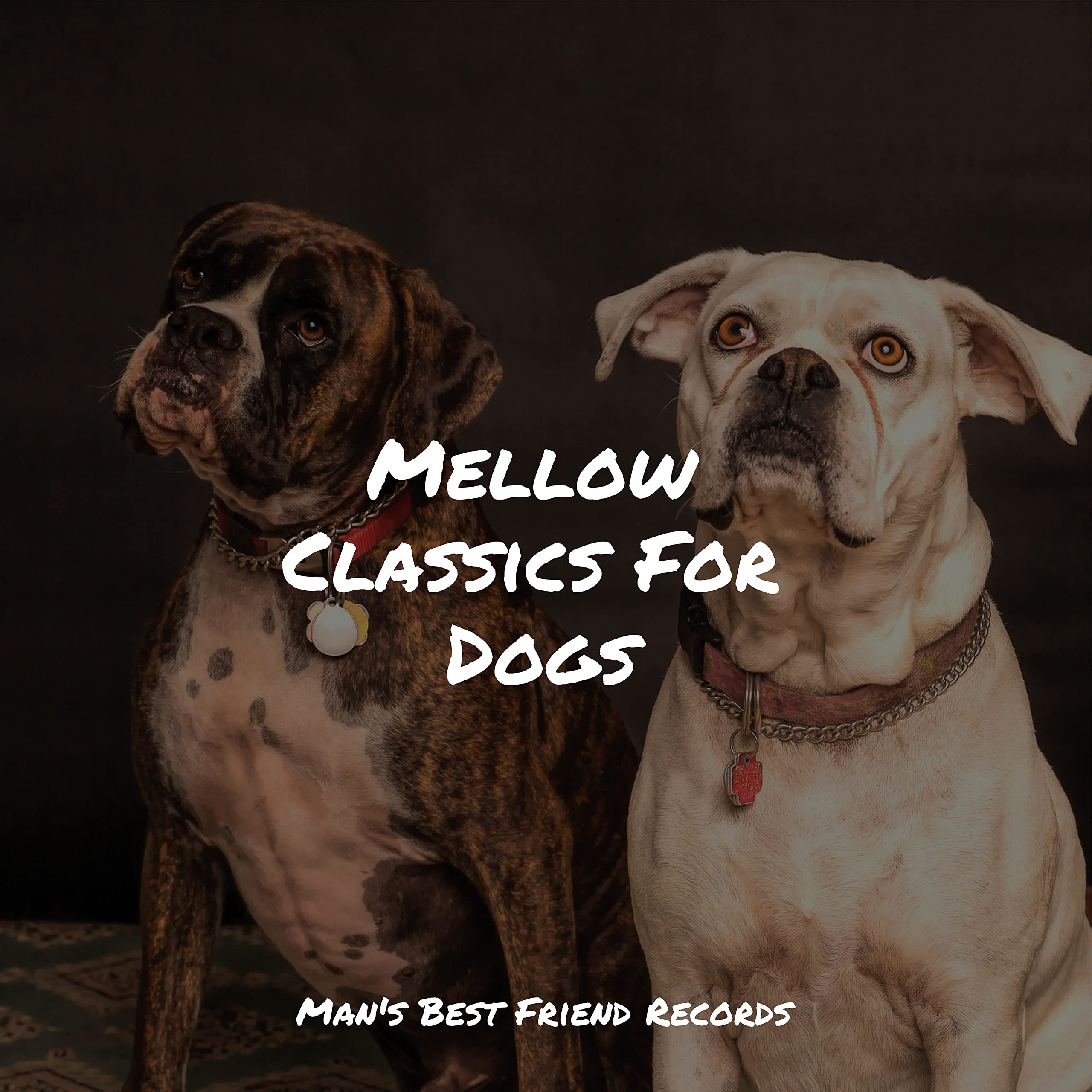 Calming Music for Dogs