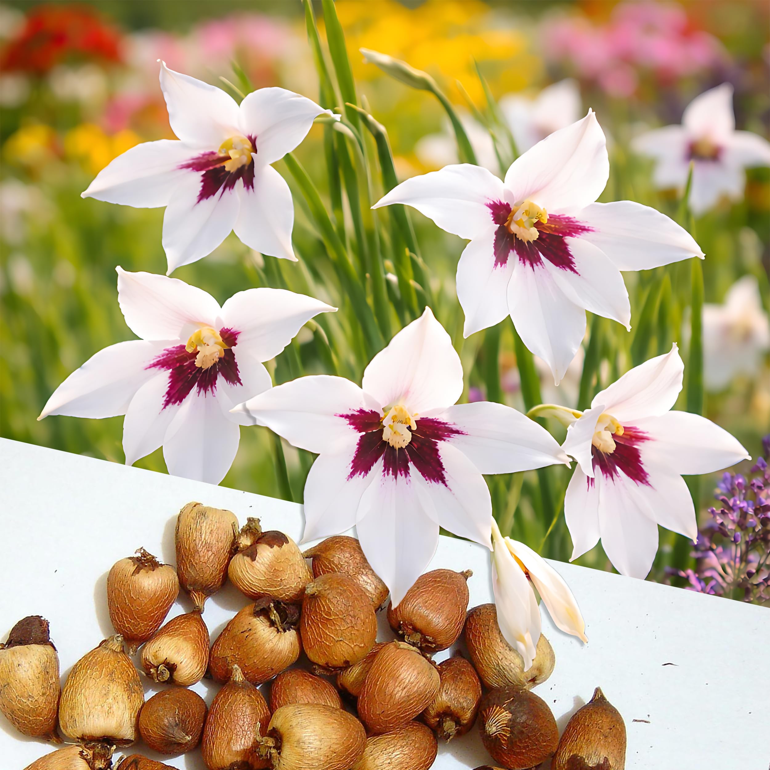 35 Abyssinian Gladioli Peacock Orchid Bulbs - Perennial Summer Flowering Plant - Fragrant Garden Flowers - Planting Outdoor Borders Pots Cut Flowers - Premium Corms Size 5/6 cm