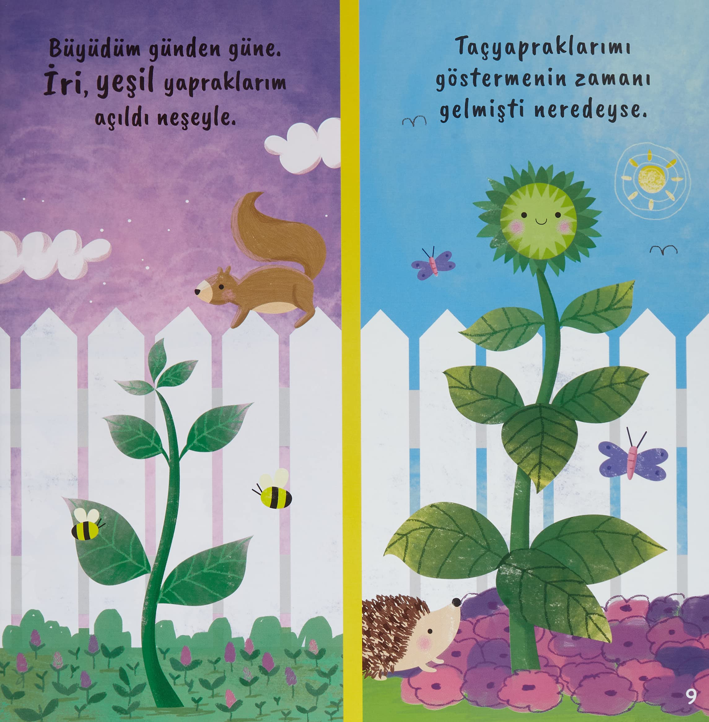 Kücük Aycicegi