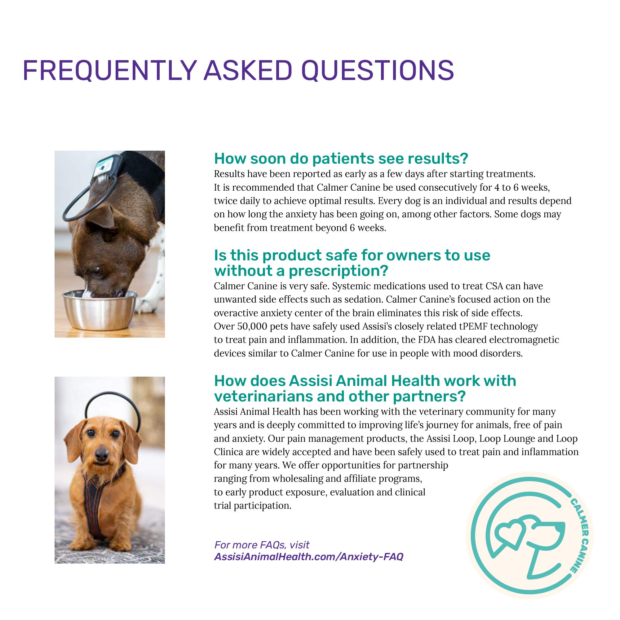 What Can Be Done For A Dog With Anxiety