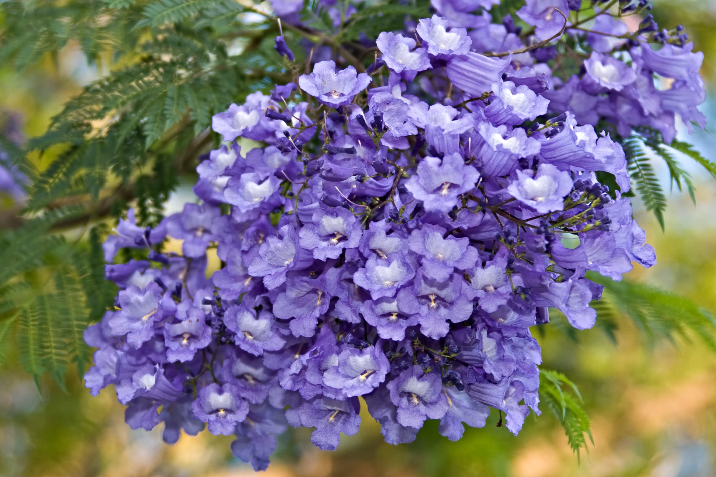 Amazon.com : 50 Blue Jacaranda Tree Seeds - Stunning Flowering