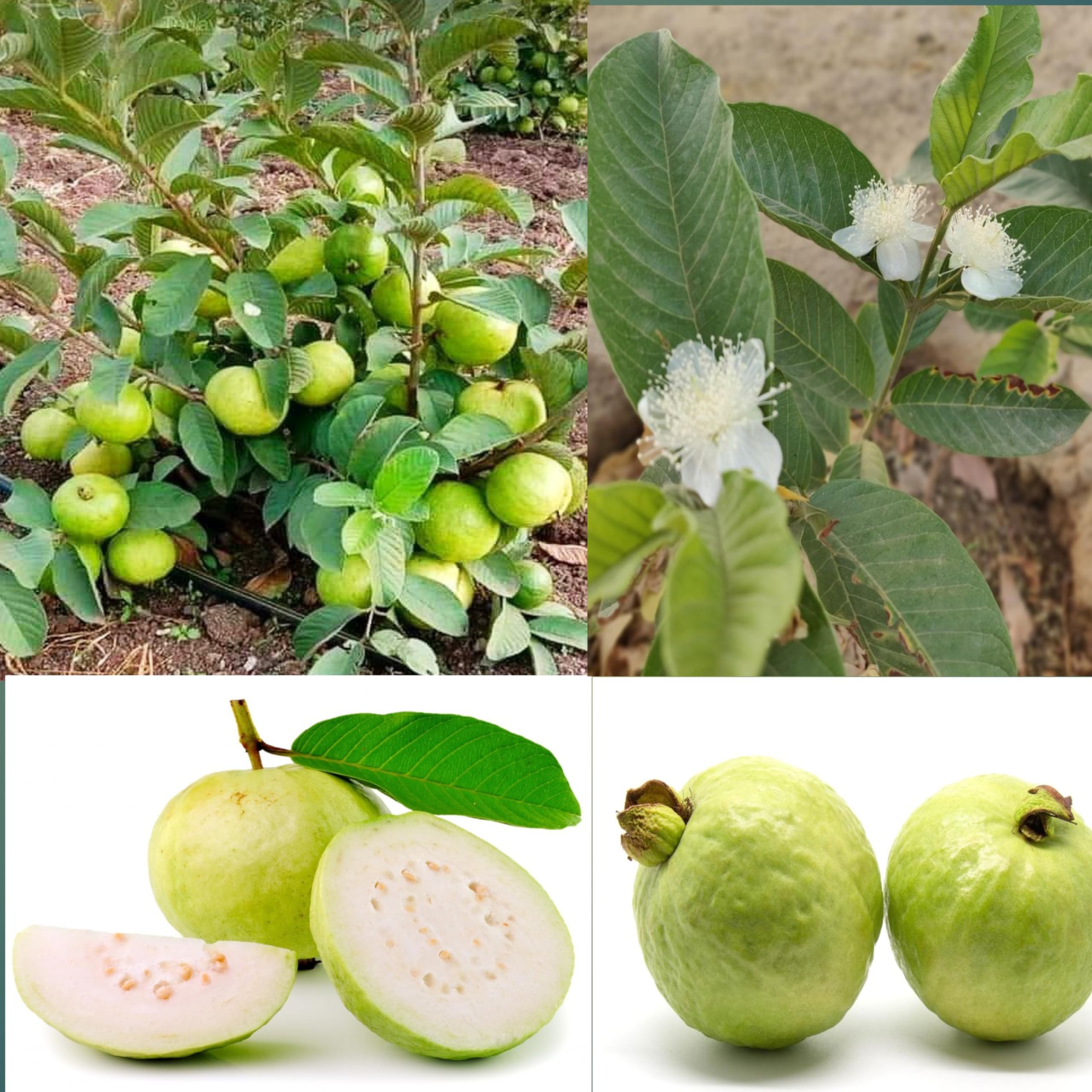Eroanvia Combo 2 Rare Dwarf Tropical Jam Guava Plant Grafted (2-3 Ft Height) Live Plant For Home Garden Guava Tree Hybrid (B0CH8L39S8) Amazon Price History, Amazon Price Tracker