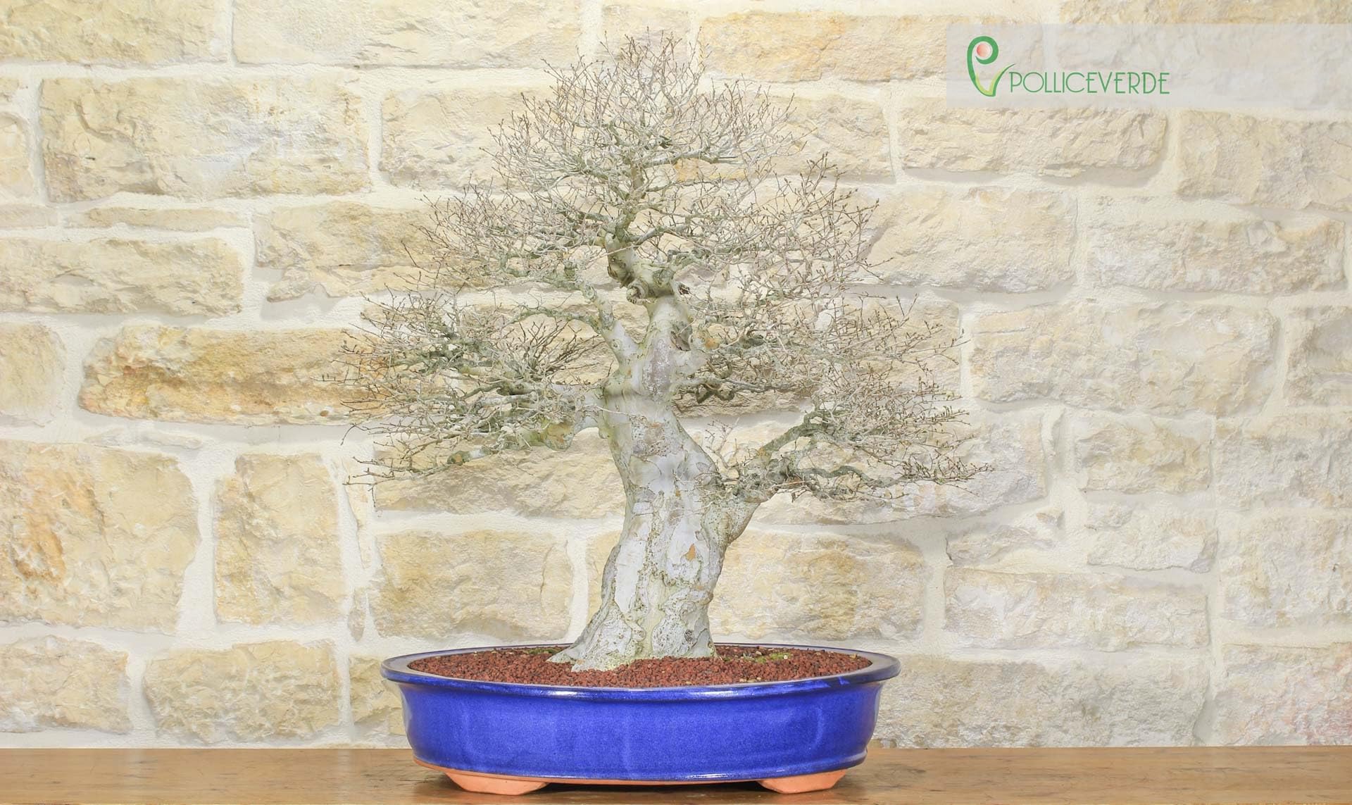 Bonsai di Zelkova Parvifolia (80)