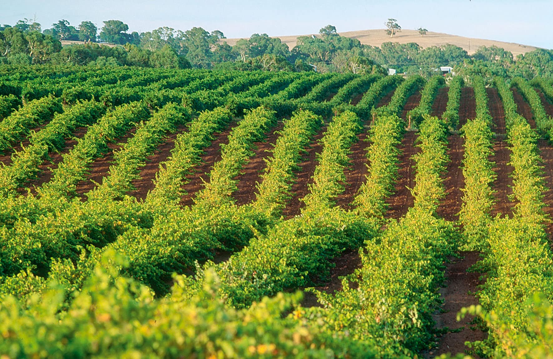 Amazon.co.jp: Jacob's Creek Chardonnay : Food, Beverages & Alcohol