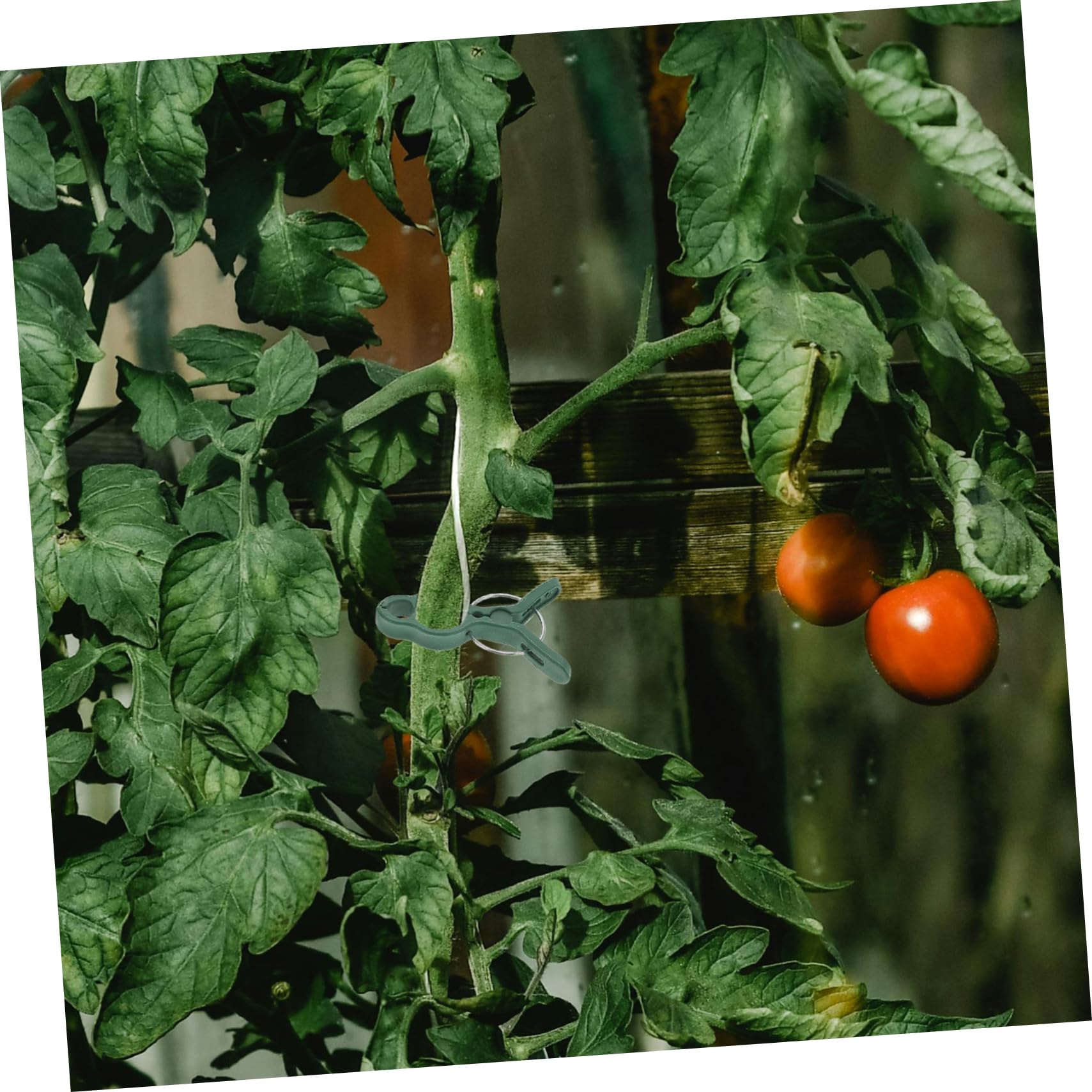 50pezzi Clip Supporto Piante Pomodoro Clip Allenamento Fusti Giardino Raddrizzamento Steli per Piante Rampicanti Fiori Vernice Verde Resistente