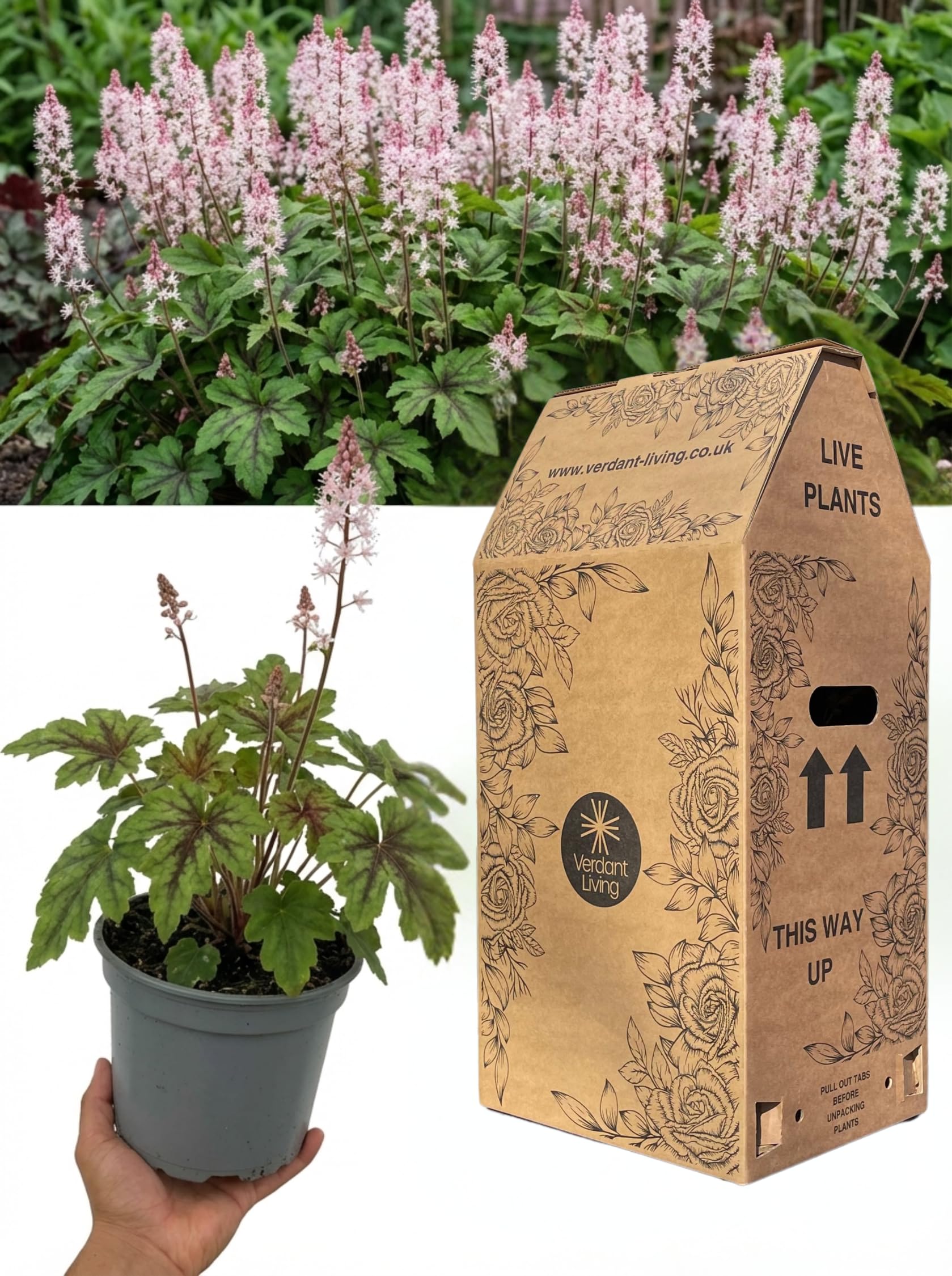 Tiarella Pink Skyrocket Foam Flower Plant in 2 Litre Pot – Hardy Shade Perennial, Evergreen Ground Cover for Borders, Woodland & Cottage Gardens – UK Grown
