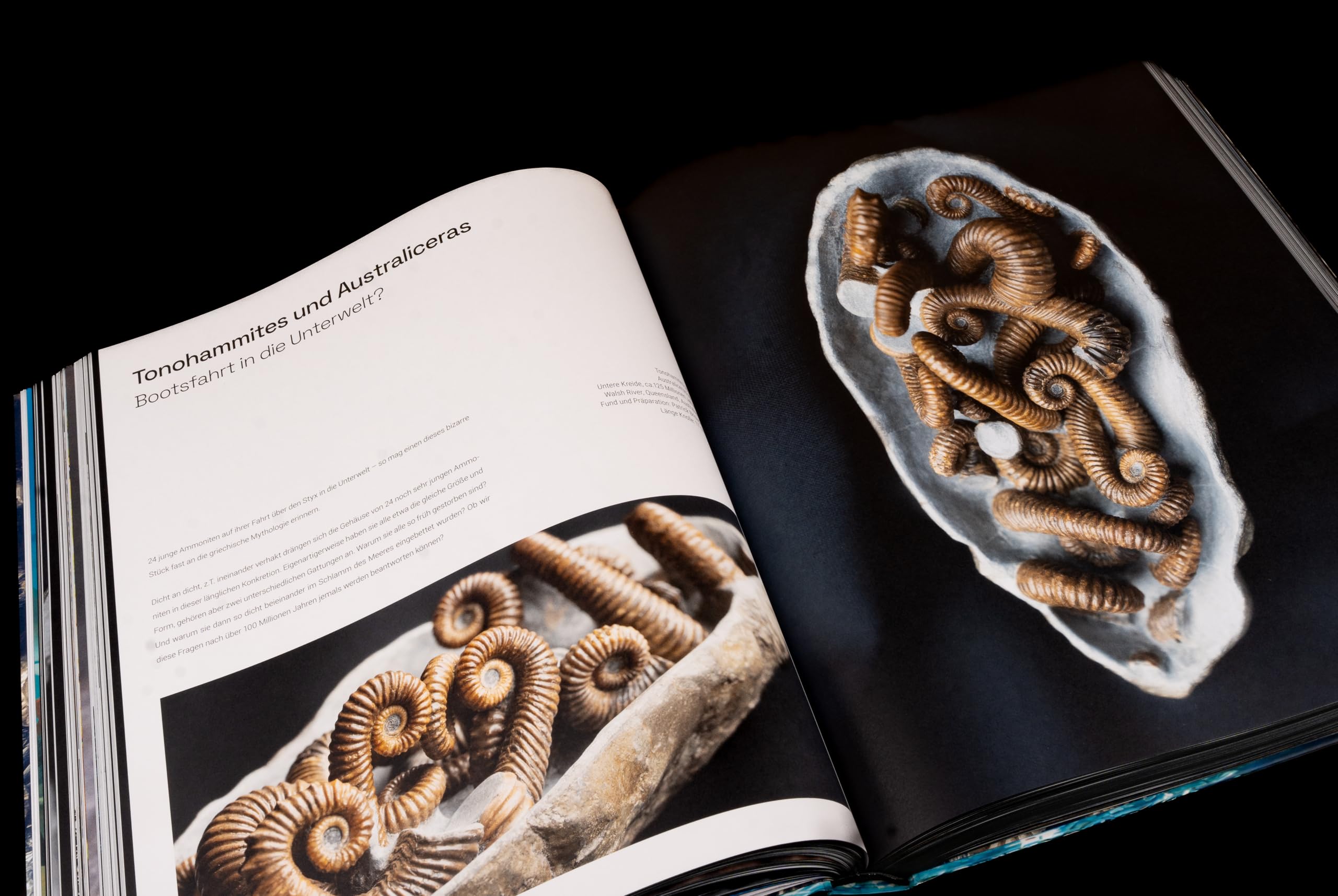 Ammonite Masterpieces - DEUTSCHE AUSGABE
