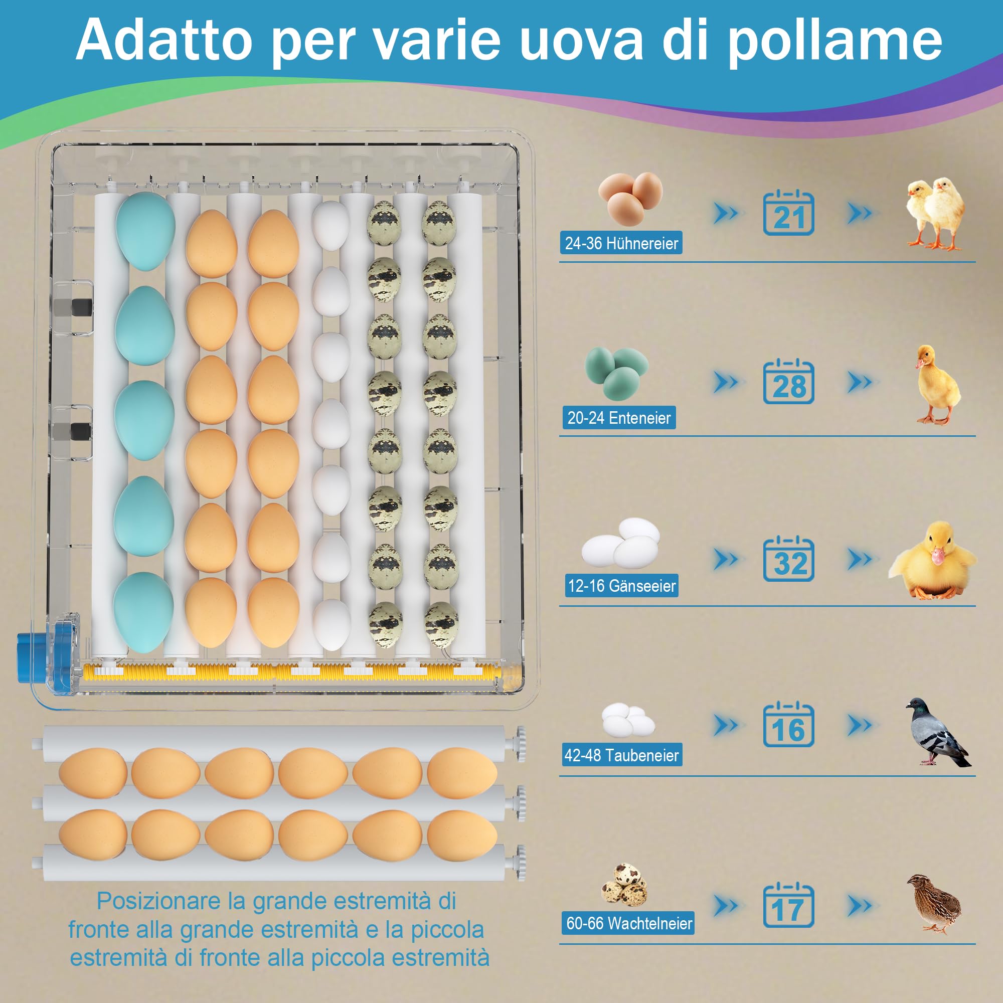 incubatrice automatica 36 uova, 5 modalità cova auto, regolatore acqua esterno, controllo temperatura, rotazione uova auto, display cova, per galline anatre oche (Blu)