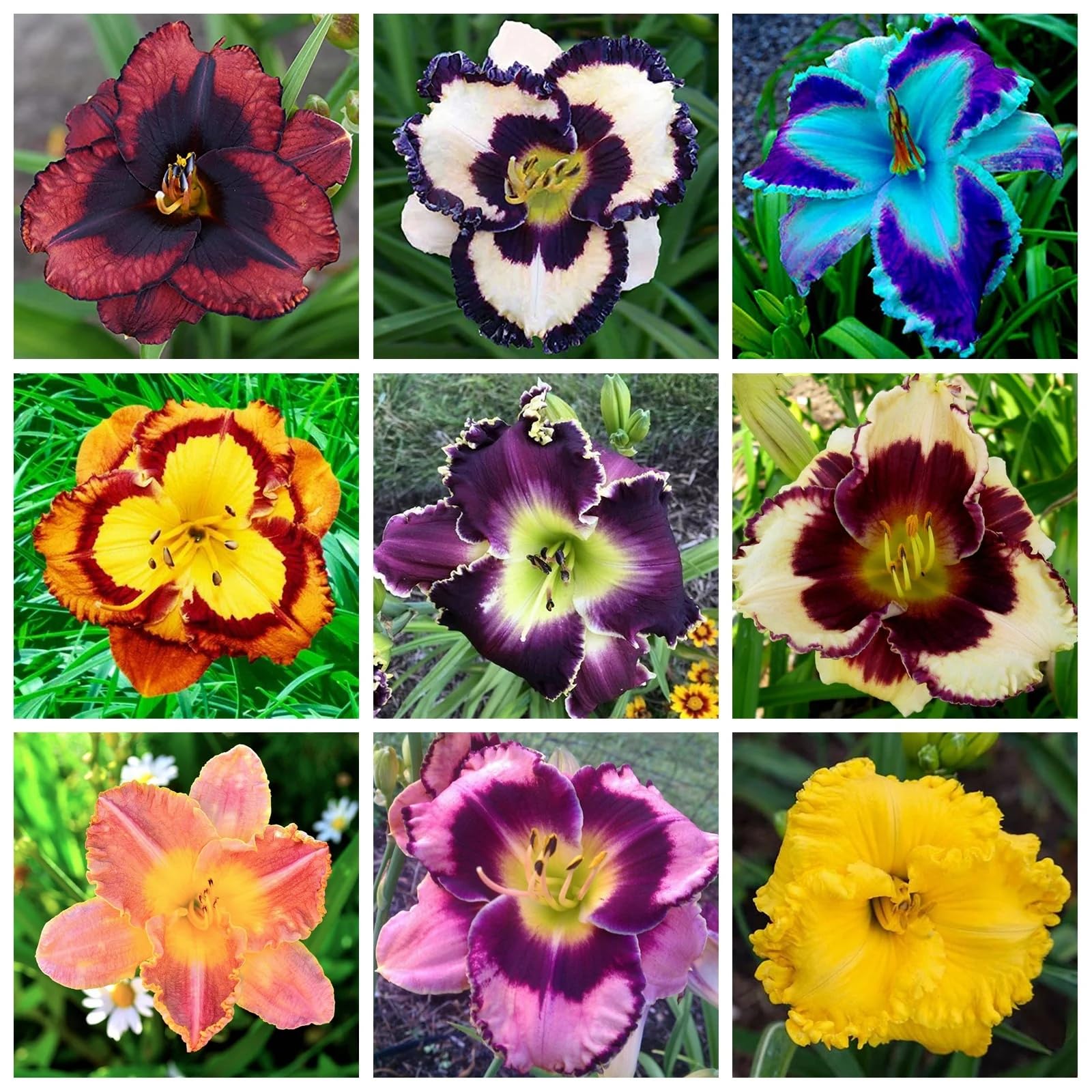 Daylily Rhizome.Strong Plants That Grow Well Mix Golden Jade Carving Feels Beautiful-5 Bulbs-A