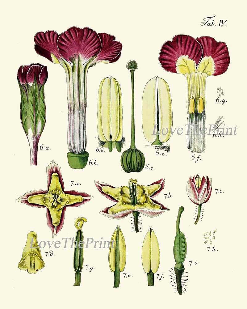 BOTANICAL ART 【import品】 BOTANICAL ART 【import品】 ZX Vintage Botanical Scrapbook