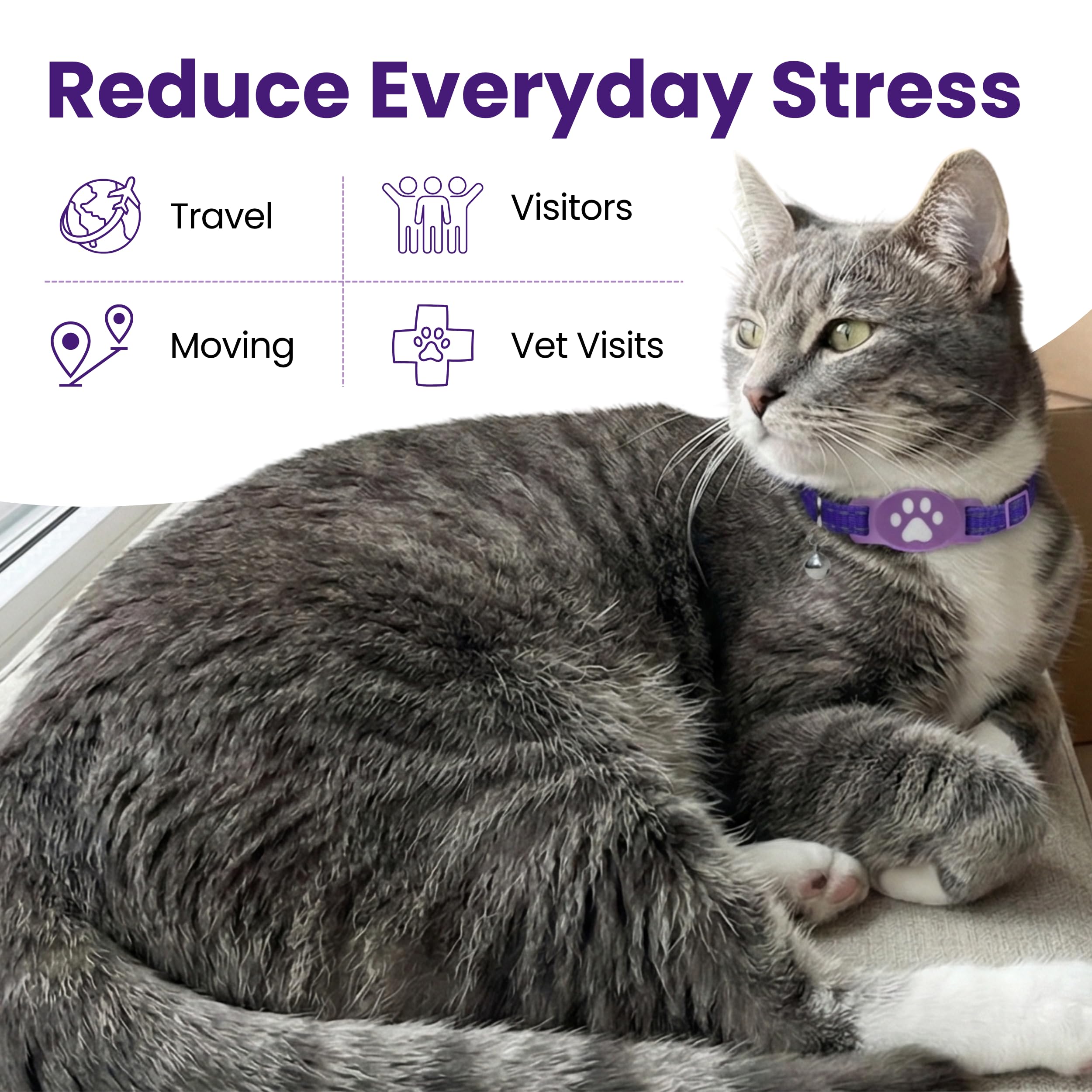 Collier apaisant pour chats sensibles - Formule sans huile essentielle non parfumée - Le système de phéromones le plus sûr et le plus confortable - Dure jusqu'à 60 jours Kitty Kompass