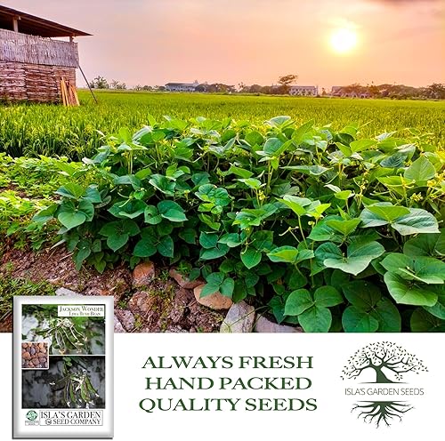 Miniatura 4 de Jackson Wonder - Semillas de frijol Lima Bush para plantar, más de 50 semillas de reliquia por paquete, semillas de jardín de Isla (semillas de
