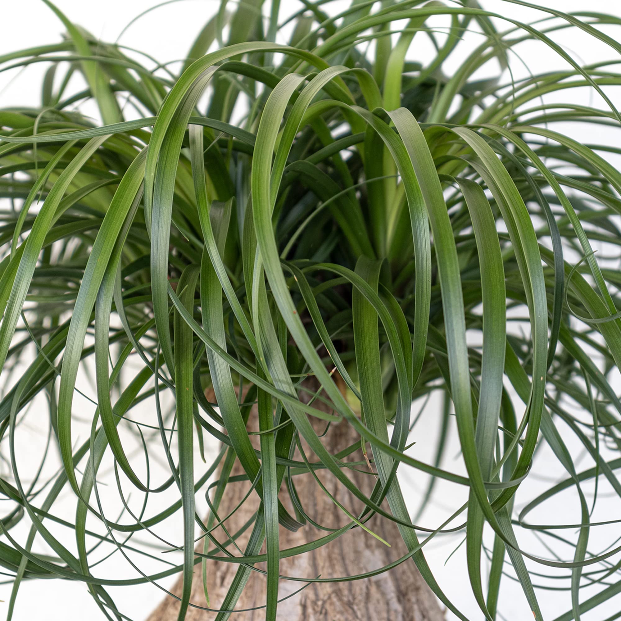 United Nursery Large Ponytail Palm Live Bonsai Plant with Stump, Elephants Foot Indoor Outdoor Easy Care, Low Maintenance House Plant Ships Fresh from Our Farm in 10 inch Grower Pot