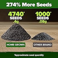 Vista 93 de HOME GROWN Más de 1000 semillas de cilantro para plantar en interiores o exteriores, hierbas tradicionales sin OMG, semillas de plantas de cilantro