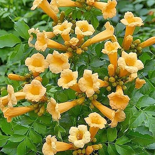QAUZUY GARDEN 12 semillas de trompeta de colibrí amarilla rara (Campsis Radicans) Hermosa vid perenne y sorprendente pantalla de privacidad