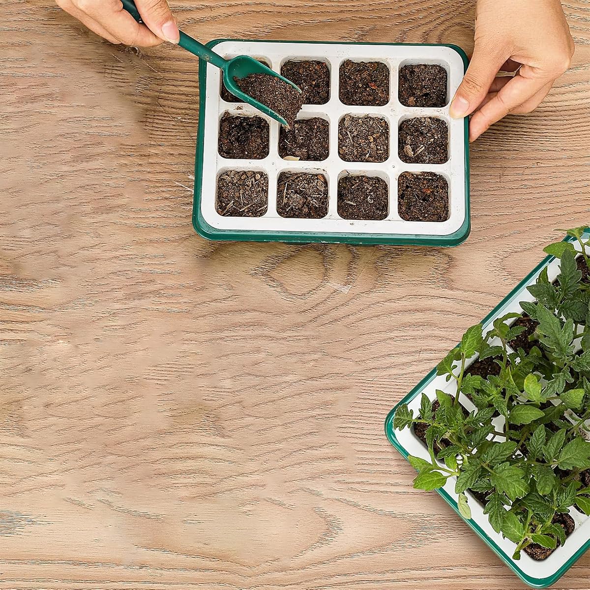HASTHIP Seed Starter Tray - 12 Pots, FREE SHIPPING -6