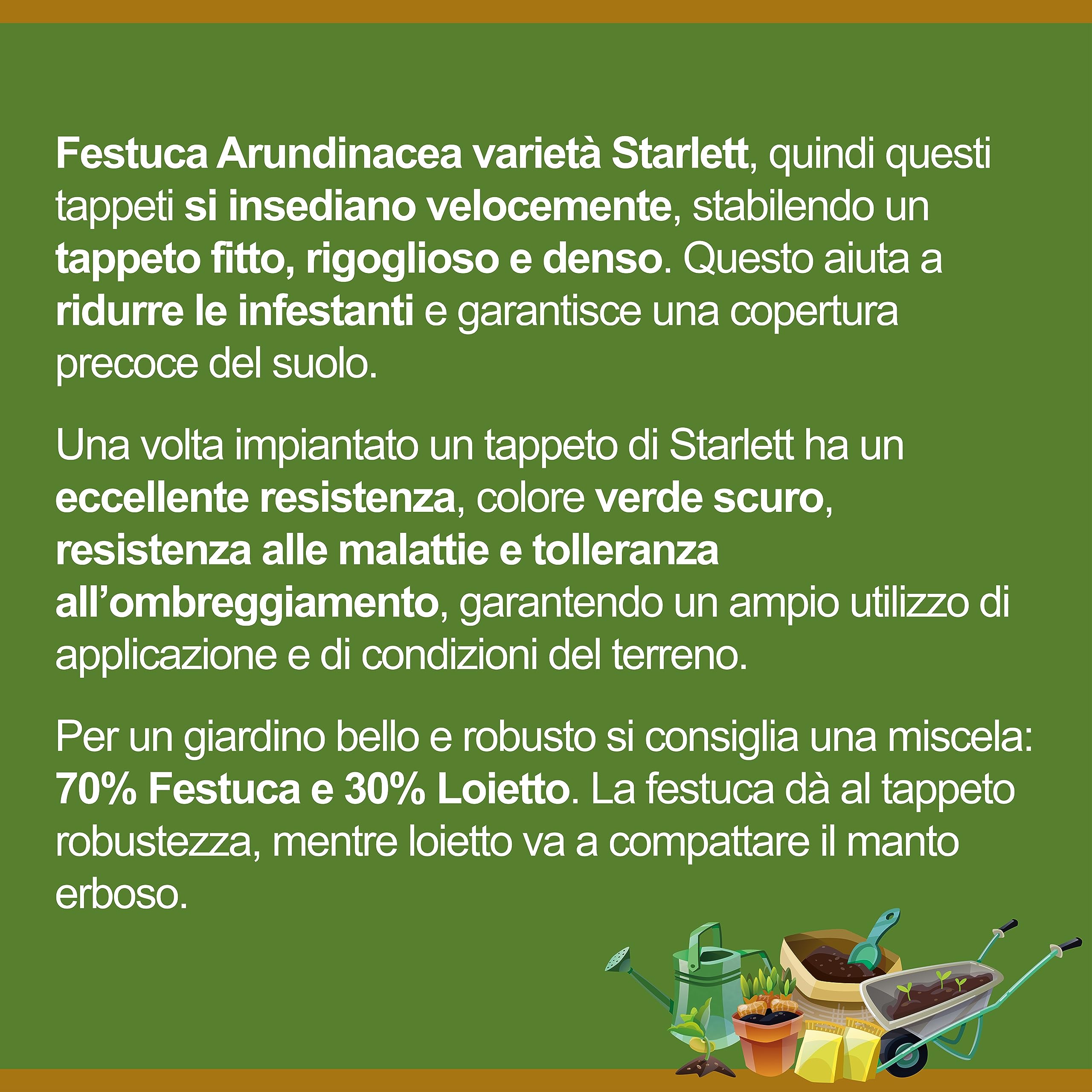 Il Contadino - Antiche Sementi | FESTUCA ARUNDINACEA | Tappeto denso e rigoglioso, Adatto a tutti i luoghi e tipi di terreno, Ottima resistenza alla siccità, al calpestio e all'ombreggiamento (5 Kg)