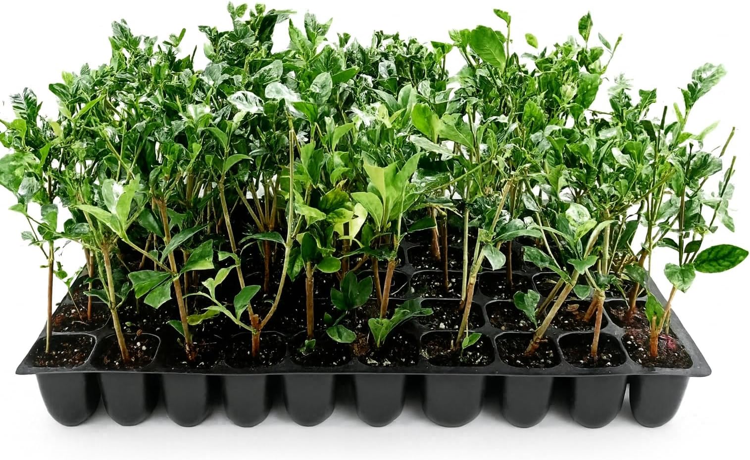 Belmont Gardenia Jasminoides | 30 Live Plants | Fragrant Blooms, Evergreen Foliage, Indoor Outdoor Use, Low Maintenance, Fast Growing, Live Shrub, Perfect for Borders, Summer Flowers