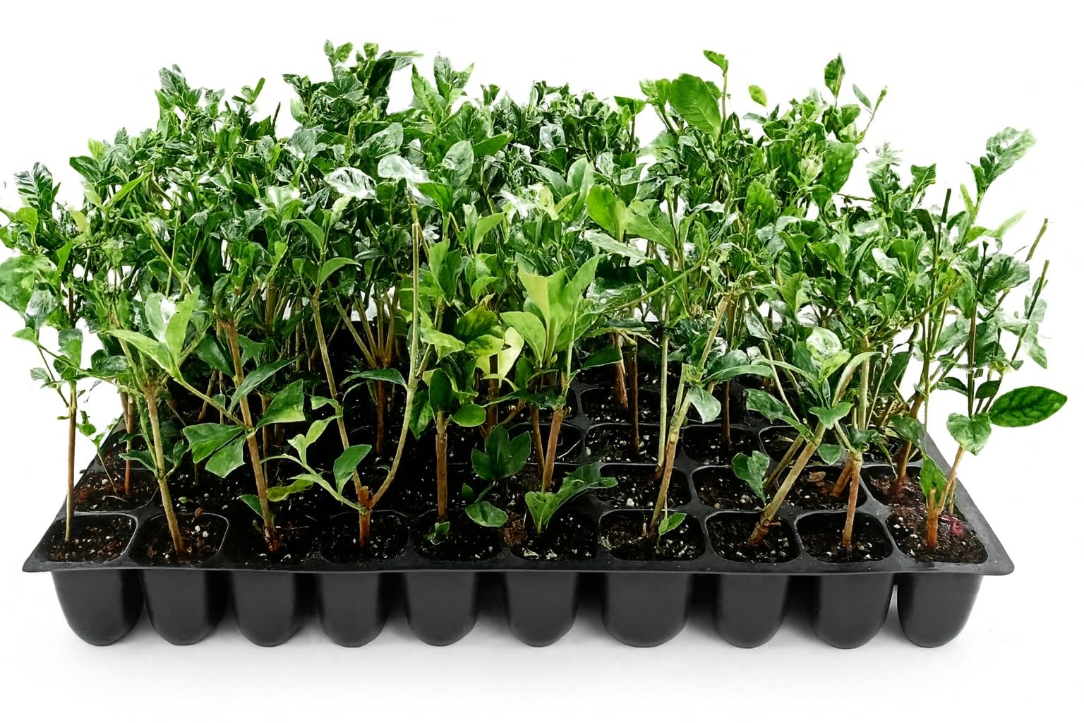 Belmont Gardenia Jasminoides | 30 Live Plants | Fragrant Blooms, Evergreen Foliage, Indoor Outdoor Use, Low Maintenance, Fast Growing, Live Shrub, Perfect for Borders, Summer Flowers