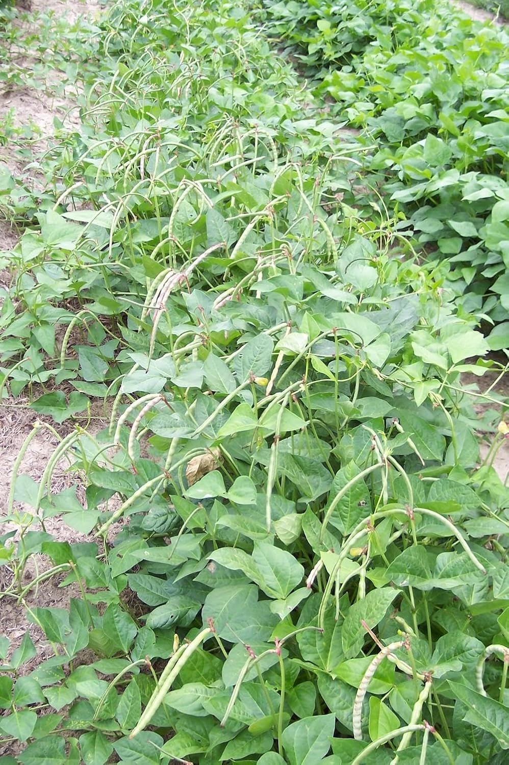 TomorrowSeeds - Texas Cream 40 Pea Seeds - 3000+ Count - for 2026 Planting Southern Field Pea Crowder Non-GMO USA Vegetable Cover Crop Green Bean Grow Your Own Home Farm Patio Healthy Sustainable