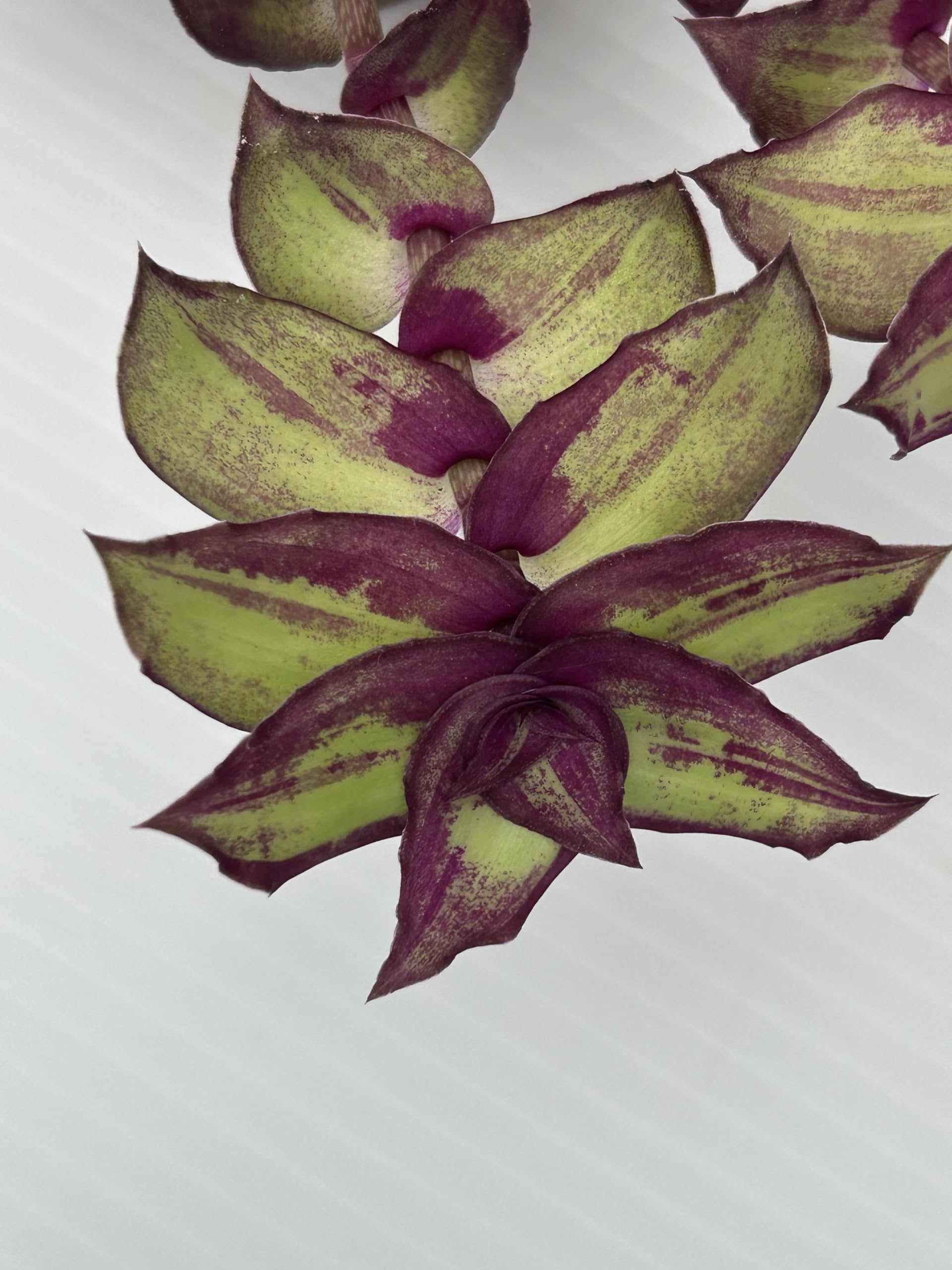 Amazon.com : Wandering Jew Live Plant - Tradscantia Redillia's