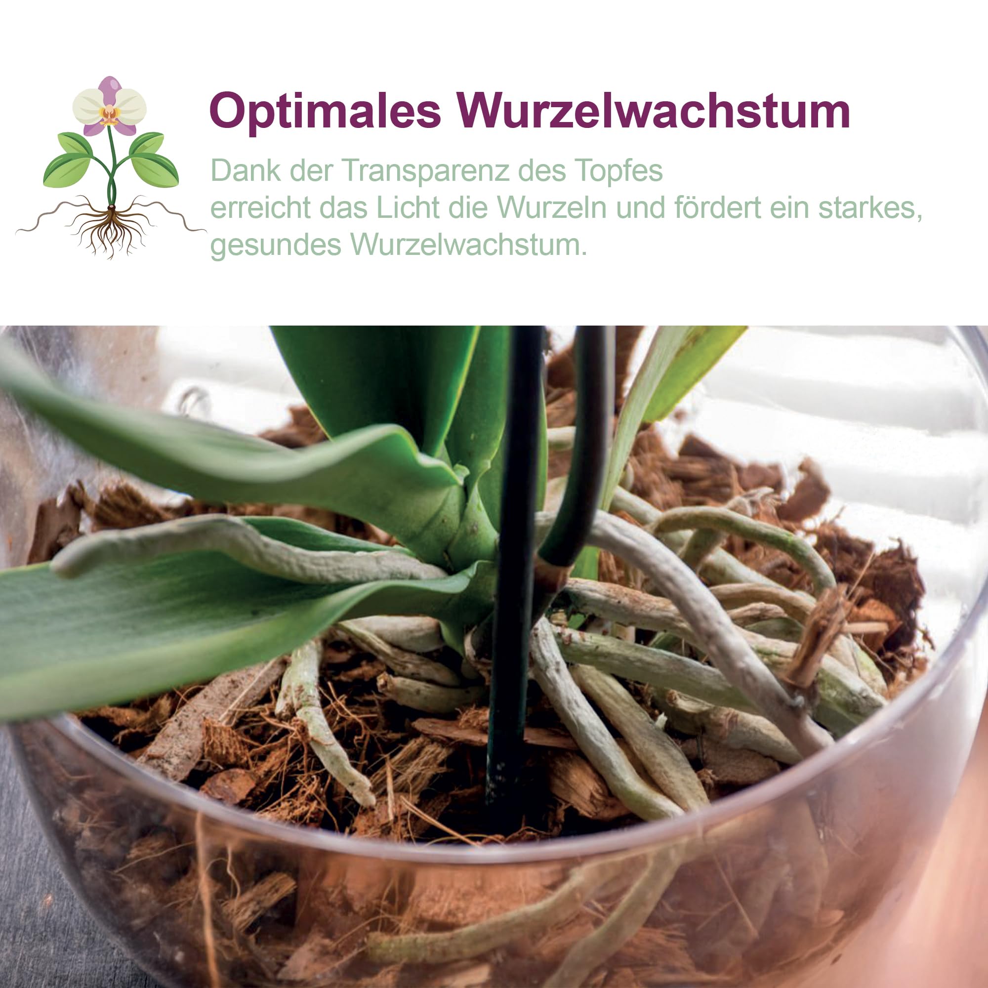 5 transparente Plastiktöpfe für Orchideen mit Entwässerungslöchern und 5 Untersetzers (5, Ø 16 cm)