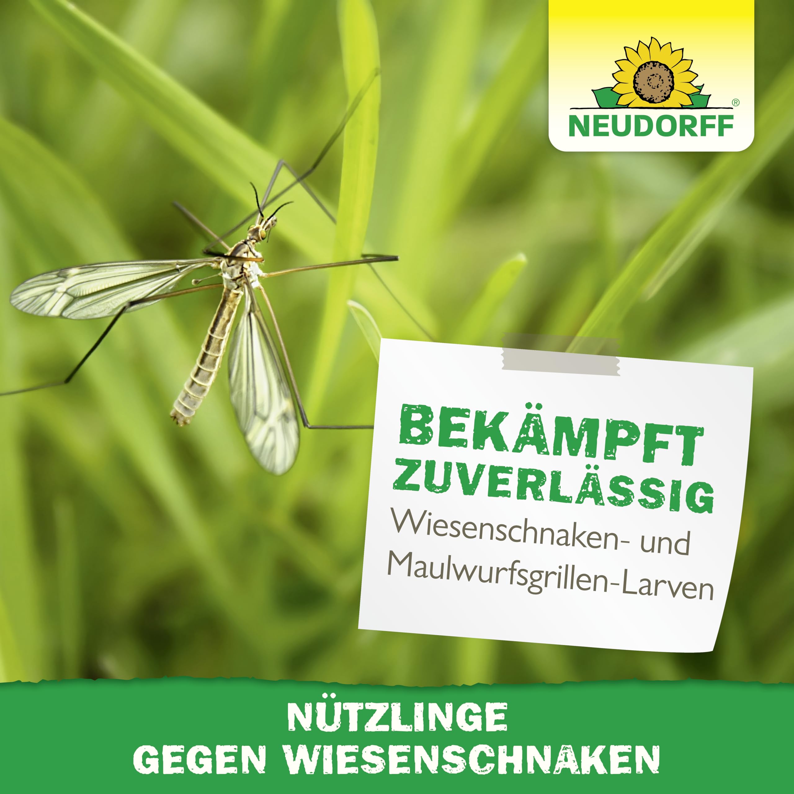 Neudorff Nützlinge gegen Wiesenschnaken – 50 Mio. SC-Nematoden zur natürlichen und schnellen Bekämpfung von Wiesenschnaken, Maulwurfsgrillen und Erdraupen – für 100 m²