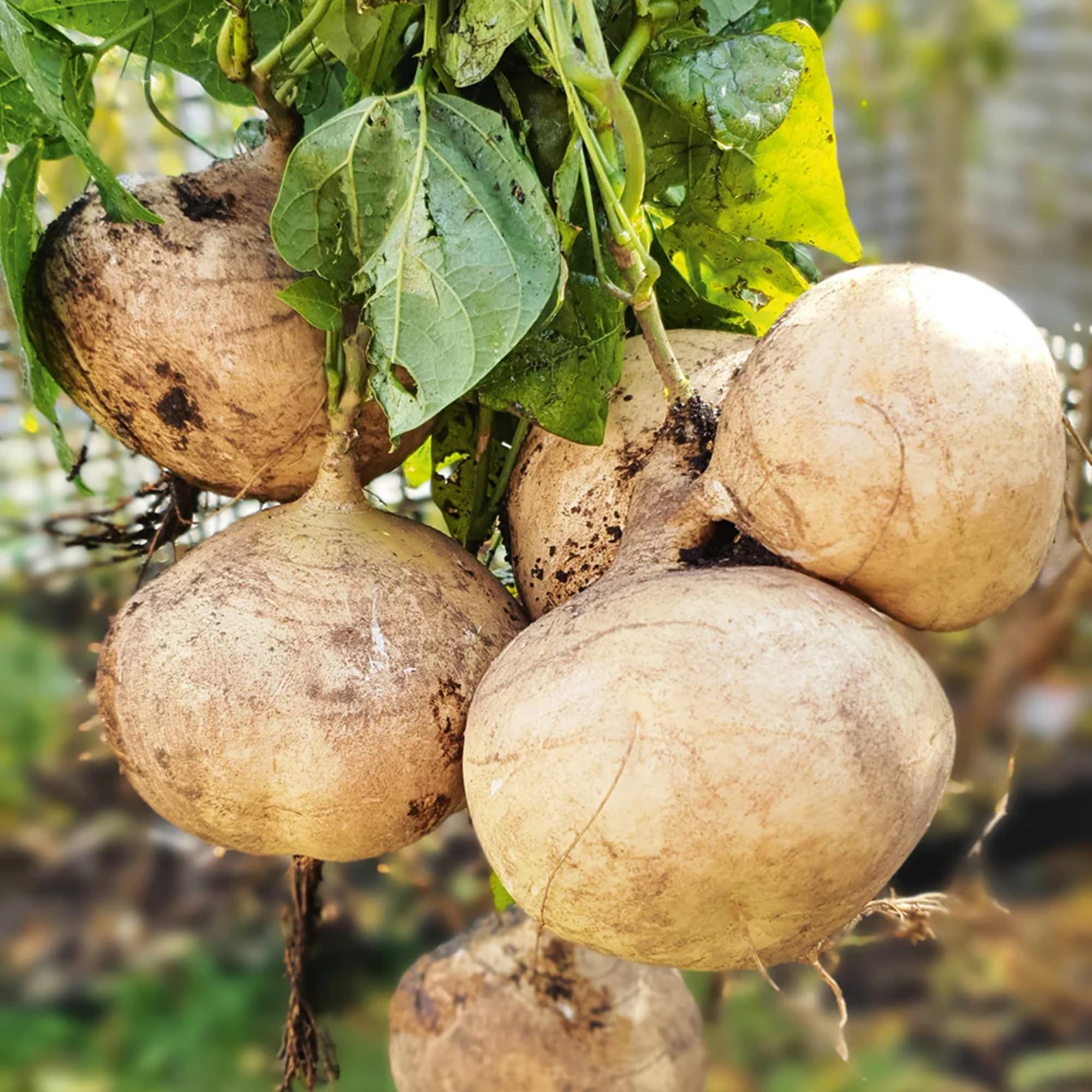 Photo 1 of 120+ Jicama Seed for Planting Drought Resistant Mexican Turnips in Your Home Vegetable Garden - Non-GMO Heirloom Seeds