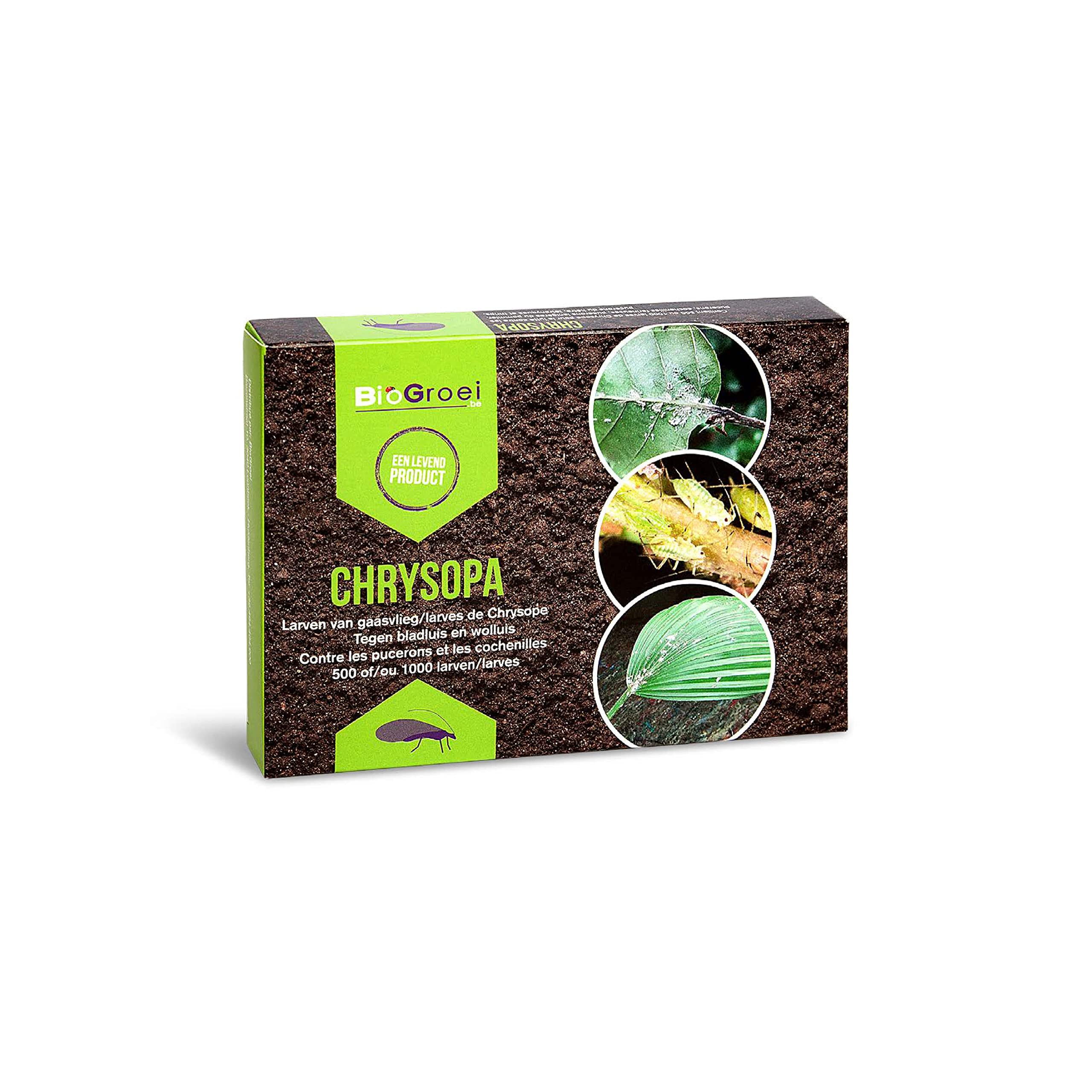 Chrysopa - 1000 Larves de Chrysope contre les Pucerons et les Cochenilles. Chrysopa Carnea contre les Tétranyques. Anti Pucerons Plantes. Application Naturelle et Biologique.
