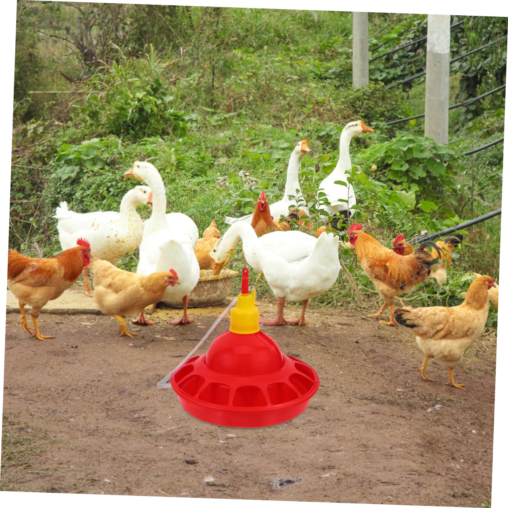 Garneck Abbeveratoio Automatico per Pollame in Plastica Pp Design Unico, Facile da Pulire e Comodo, per Uccelli Domestici in Negozio o Casa