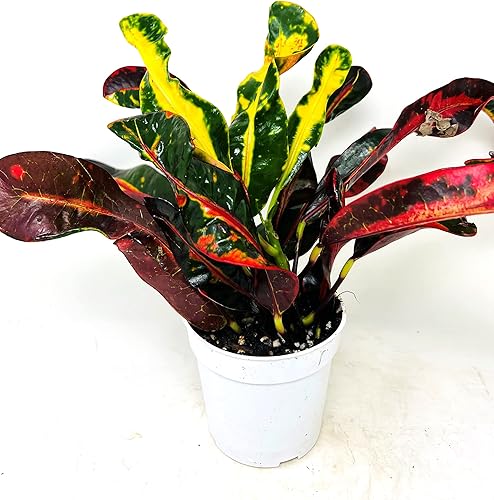 Croton Mammy - Planta viva de 4 pulgadas, plantas de interior fáciles de cuidar