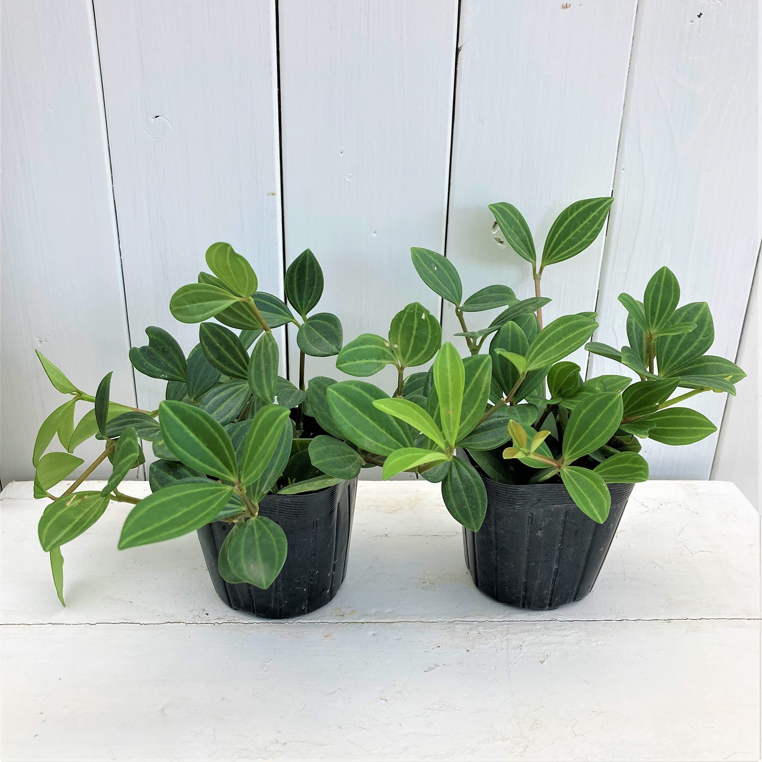 PEPEROMIA RICA var. / ペペロニア メタリカ② PEPEROMIA METARICA var. / ペペロニア メタリカ②