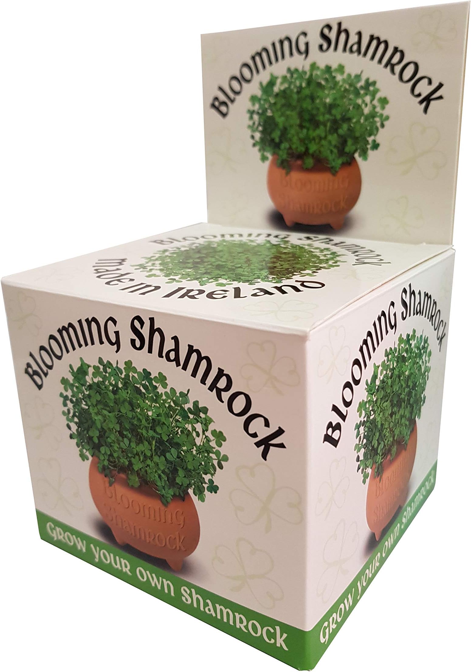 Blooming Shamrock Pot - grow you own Shamrock from seed