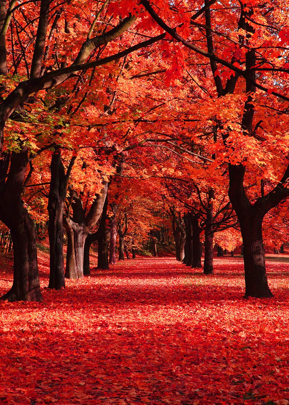 Amazon | LB 背景布 1.5×2.1m/5x7ft 秋の風景 自然風景 紅葉 写真撮影