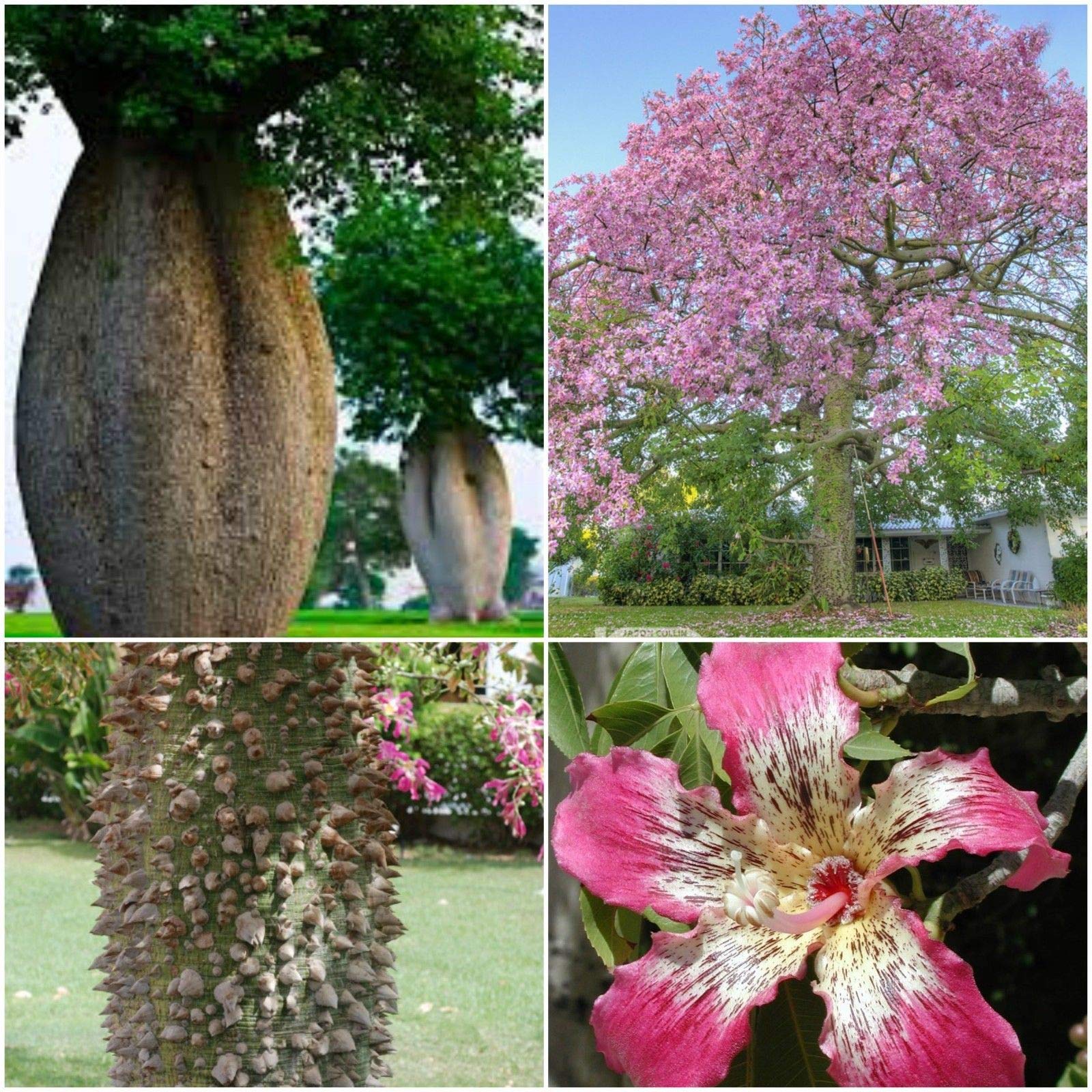 Amazon.co.jp: 【種子】Ceiba Speciosa/Chorisia speciosa