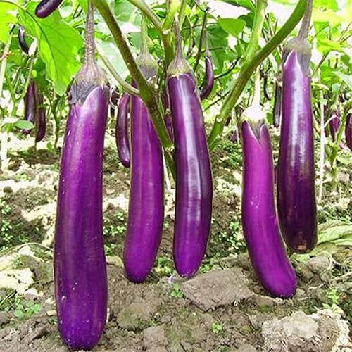 Miniatura 4 de 100 semillas largas de berenjena morada, sin OMG, semillas de jardín frescas, productivas de rápido crecimiento, semillas de berenjenas Pingtung -